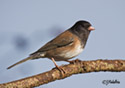 Junco hyemalis